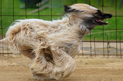 Galgo afgano corriendo